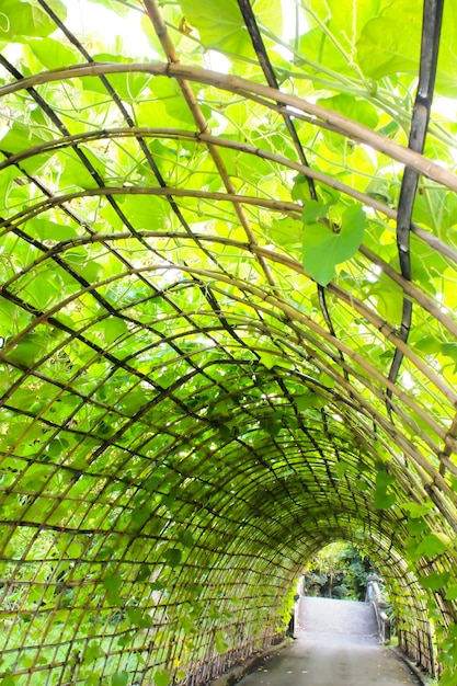 Tunnel della pianta verde nel giardino