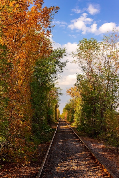 Tunnel di alberi autunnali sopra la ferrovia.