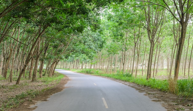 Tunnel di alberi di gomma sulla strada