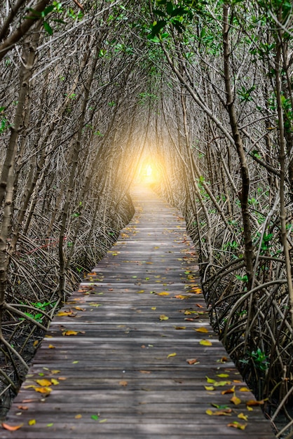 Tunnel di alberi, ponte di legno nella foresta di mangrovie