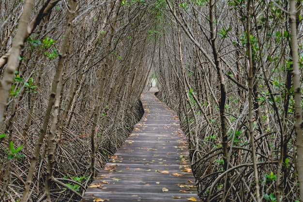 Tunnel di alberi, ponte di legno nella foresta di mangrovie