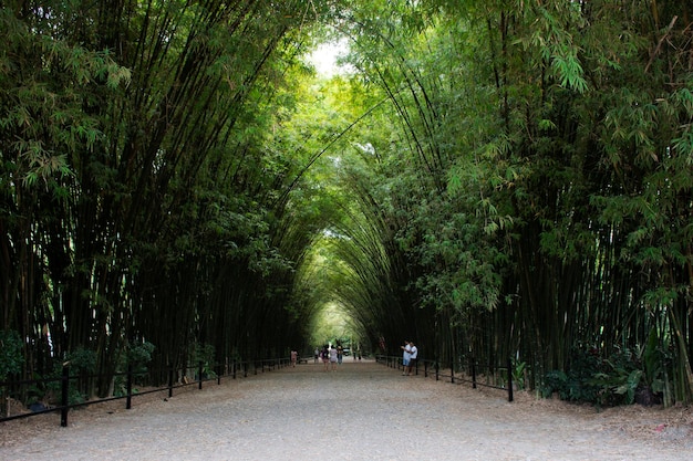 Tunnel di bambù per thailandesi e viaggiatori stranieri viaggio visita riposo relax e posa ritratto scattare foto nel tempio Wat Chulabhorn Wanaram a Ban Phrik nel distretto di Ban Na di Nakhon Nayok Thailandia