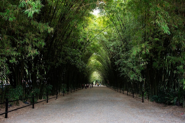 Tunnel di bambù per thailandesi e viaggiatori stranieri viaggio visita riposo relax e posa ritratto scattare foto nel tempio Wat Chulabhorn Wanaram a Ban Phrik nel distretto di Ban Na di Nakhon Nayok Thailandia