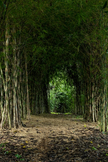 Tunnel di bambù tropicale in Colombia