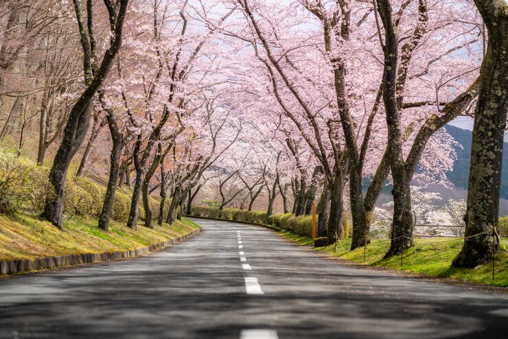 Foto tunnel di fiori di ciliegio durante la stagione primaverile ad aprile lungo entrambi i lati dell'autostrada prefettizia