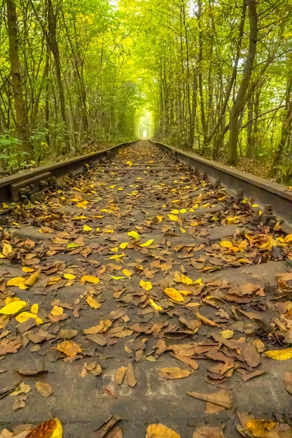 Tunnel estivo dell'amore nel parco Klevan ucraino