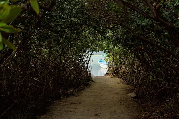 Tunnel nella giungla al lago