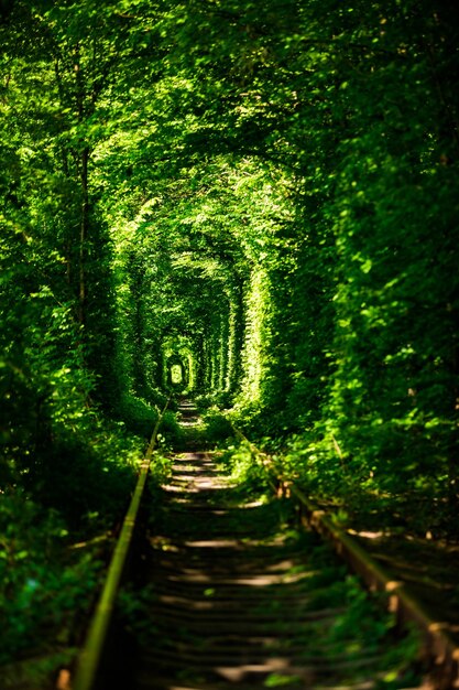 Tunnel verde degli alberi nella foresta Tunnel dell'amore Klevan Ucraina