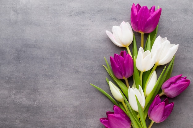 Tupille, tulipano bianco e viola su sfondo grigio. Biglietto di auguri di primavera.