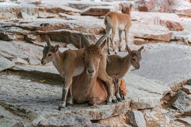 Tur del Caucaso orientale, (Capra caucasica cylindricornis), femmina adulta seduta, con giovani turs, sulla superficie rocciosa