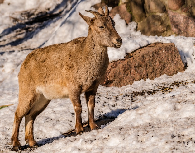 Tur del Caucaso orientale (Capra caucasica cylindricornis)