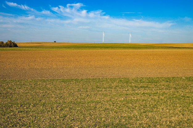 Turbine eoliche nel mezzo di un campo di orzo in una giornata di sole.