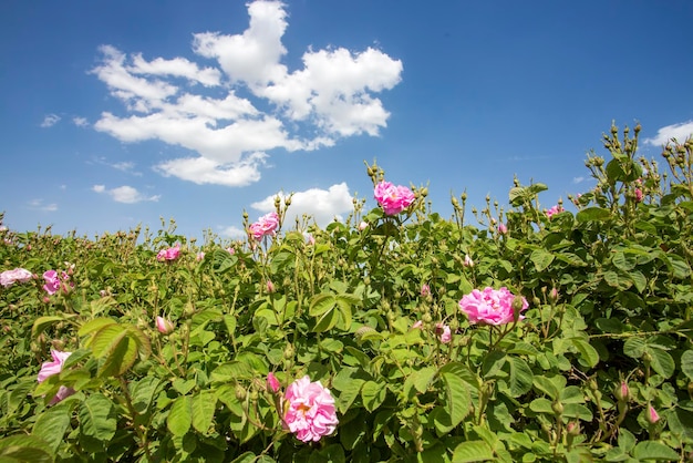 Turchia Isparta rose campo agricolo. Natura rosa rosa.