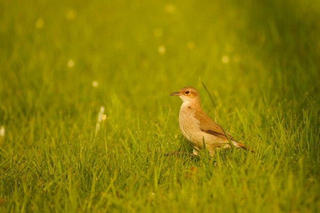 Turdus leucomelas - Il tordo saggio è una specie di passeriforme appartenente alla famiglia dei torbidi.