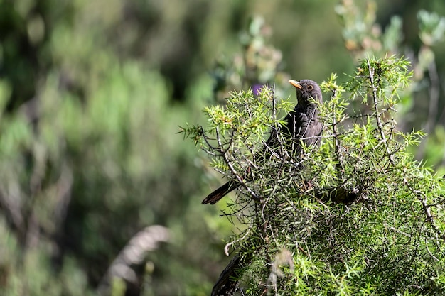 Turdus merula il merlo comune è una specie di uccello passeriforme della famiglia dei turdidae