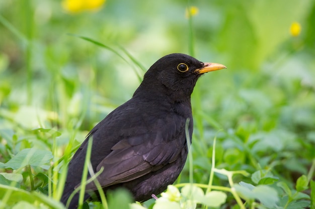 Turdus merula sull&#39;erba