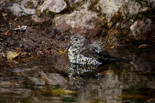 Turdus viscivorus - Il tordo charlo è un uccello dell'ordine dei Passeriformi e dei Turdidae