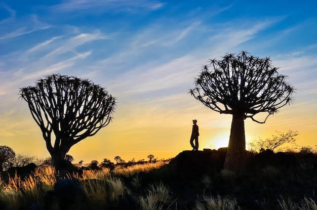 Turista della donna nella foresta dell'albero della faretra alba africana natura paesaggio avventura di viaggio in Namibia