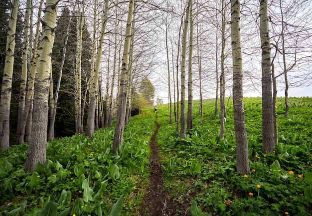 Turista nella foresta di montagna in primavera