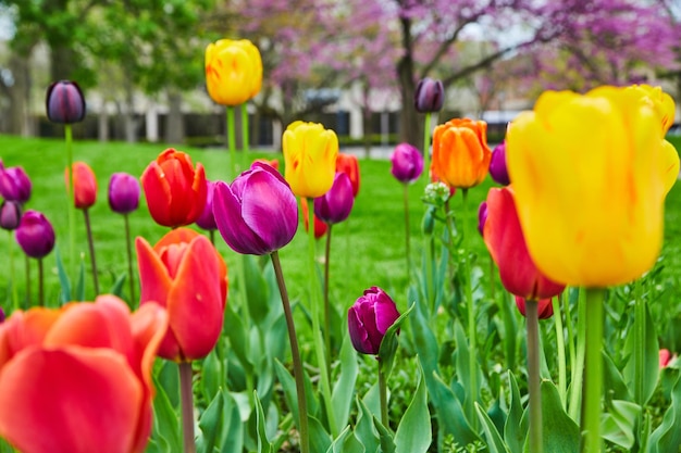 Tutti i colori dei tulipani primaverili nel giardino della città