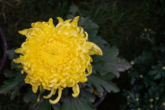 Tutti i tipi di crisantemi gialli sono in fiore