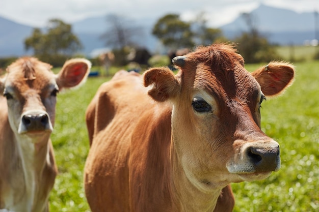 Tutto ciò che vogliono è erba verde e sole Inquadratura di una mandria di mucche da latte in piedi in un pascolo verde