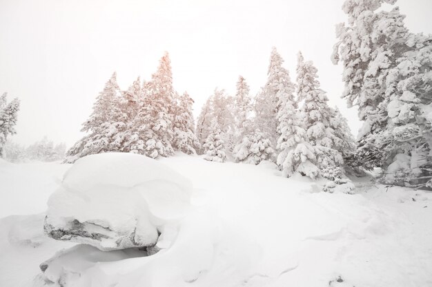 Tutto è coperto di neve. Alberi innevati nella foresta. Natale nevoso mattina nei boschi. Albero di Natale coperto di neve