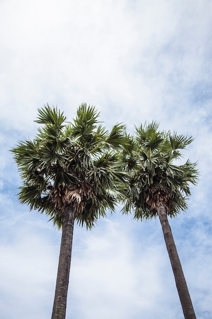 Twin toddy palm tree