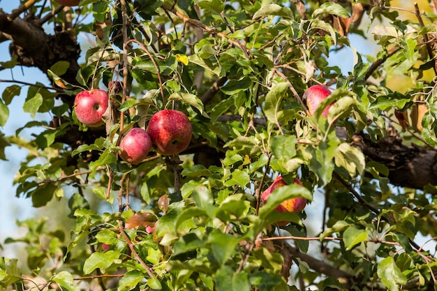 U-pick apple farm in un giorno d'autunno.