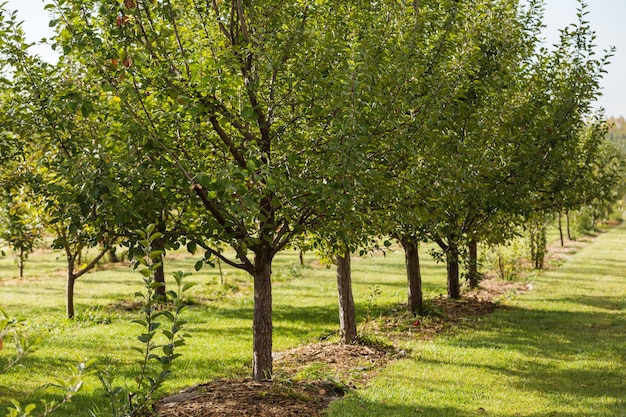 U-pick apple farm in un giorno d'autunno.