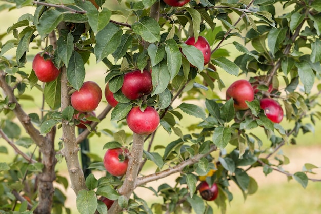 U-pick apple farm in un giorno d'autunno.