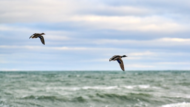 Uccelli acquatici del germano reale che volano sopra l'acqua di mare