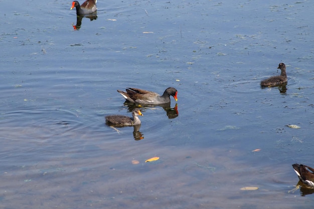 Uccelli acquatici GALLINULA GALEATA all'aperto nella laguna Rodrigo de Freitas a Rio de Janeiro