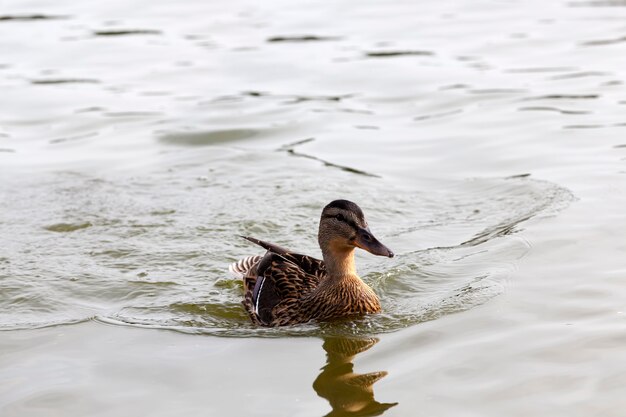 uccelli acquatici selvatici anatra