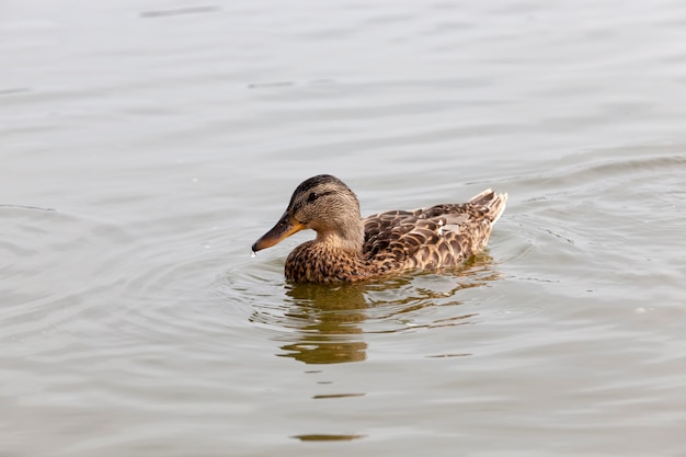 uccelli acquatici selvatici anatra