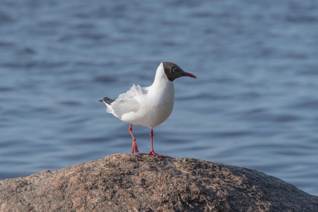 Uccelli acquatici sullo sfondo del serbatoio marino Holey gull duck drake in natura