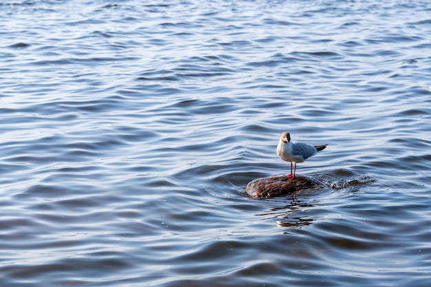 Uccelli acquatici sullo sfondo del serbatoio marino Holey gull duck drake in natura