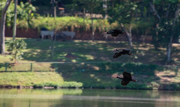 Uccelli acquatici, uccelli acquatici nel loro bellissimo volo sulle acque di un lago in Brasile, messa a fuoco selettiva.