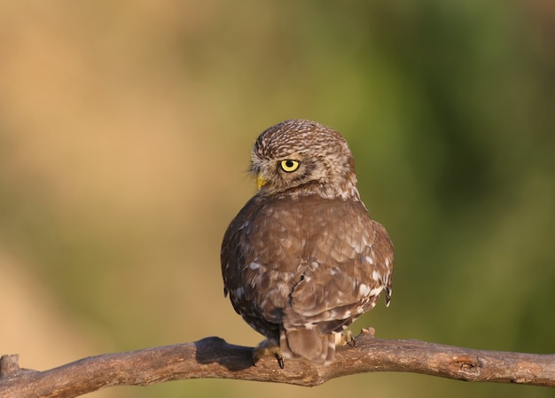 Uccelli adulti e pulcini di civetta Athene noctua sono a distanza ravvicinata del primo piano