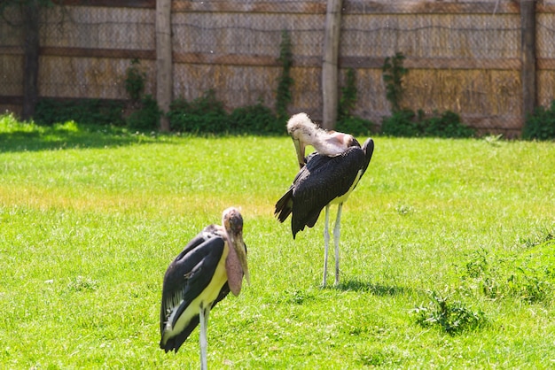 Uccelli africani cicogna marabù in estate