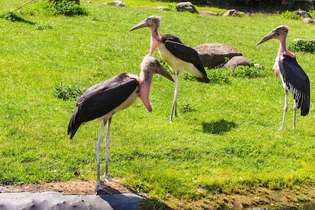 Uccelli africani cicogna marabù in estate