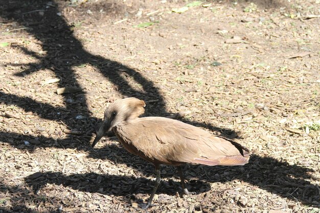 Uccelli africani nel parco