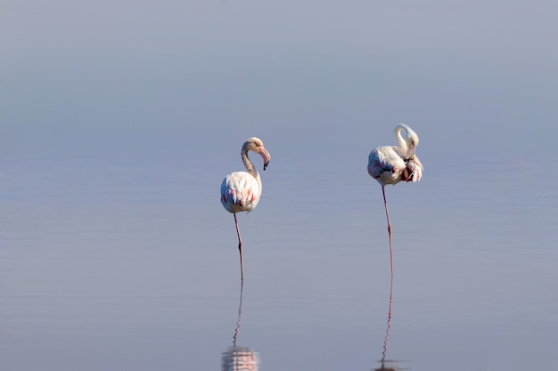 Uccelli africani selvatici. Due uccelli di fenicotteri rosa africani che camminano intorno alla laguna blu in una giornata di sole