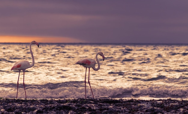 Uccelli africani selvatici Gruppo di grandi fenicotteri bianchi nell'Oceano Atlantico al tramonto