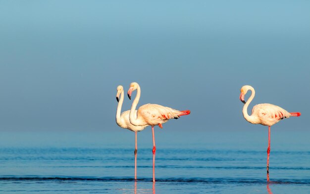 Uccelli africani selvatici. Gruppo di uccelli di fenicotteri rosa africani che camminano intorno alla laguna blu in una giornata di sole. Namibia