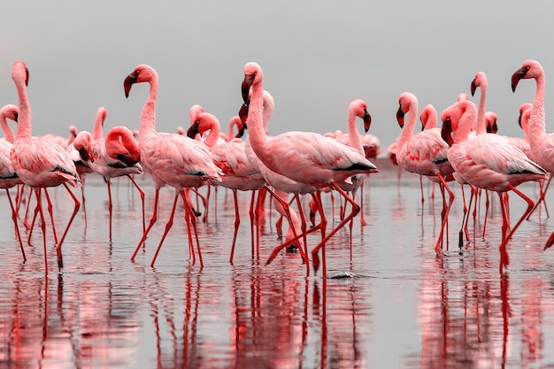 Uccelli africani selvatici. Gruppo di uccelli di fenicotteri rosa africani che camminano intorno alla laguna blu in una giornata di sole