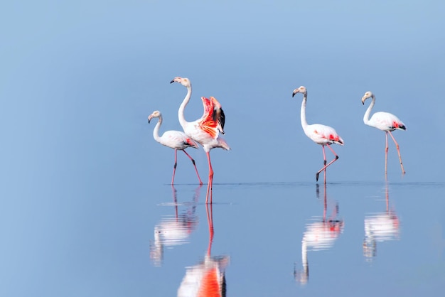 Uccelli africani selvatici. Gruppo di uccelli di fenicotteri rosa africani che camminano intorno alla laguna blu in una giornata di sole