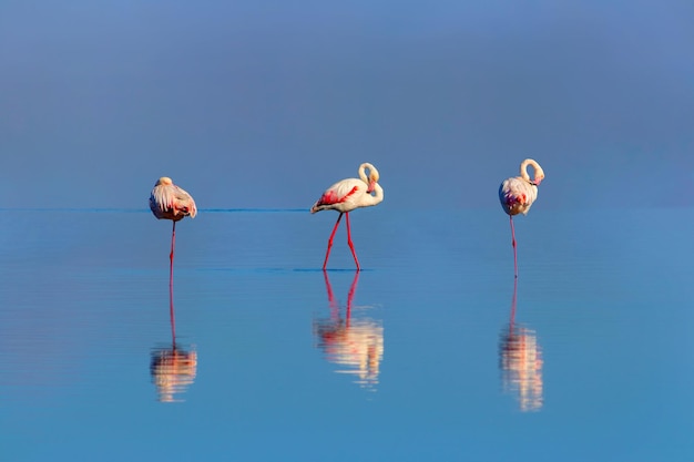 Uccelli africani selvatici Gruppo di uccelli di fenicotteri rosa africani che camminano intorno alla laguna blu in una giornata di sole