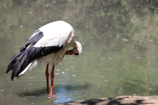 Uccelli appoggiati nel lago