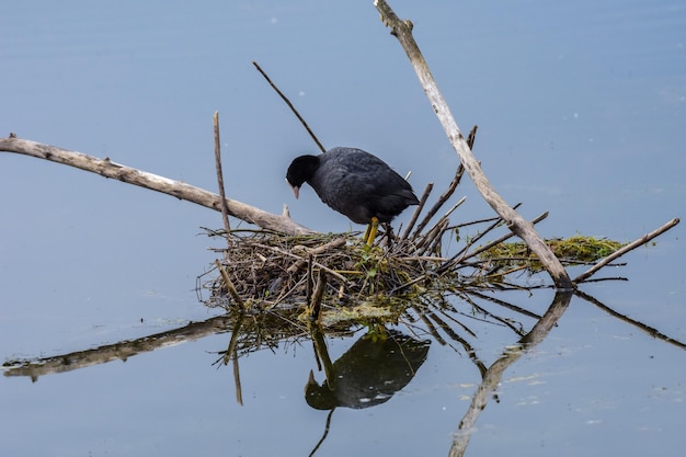 Uccelli appoggiati sul nido sopra il lago